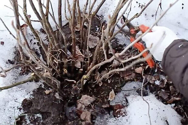 Омоложение куста жимолости