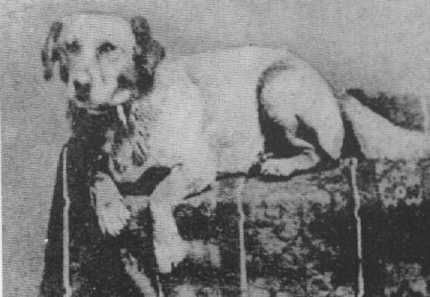 Фотография собаки Авраама Линкольна по кличке Фидо, 1861 год. история, события, фото