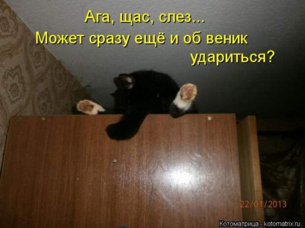 Котоматрицы(картинки с надписями)