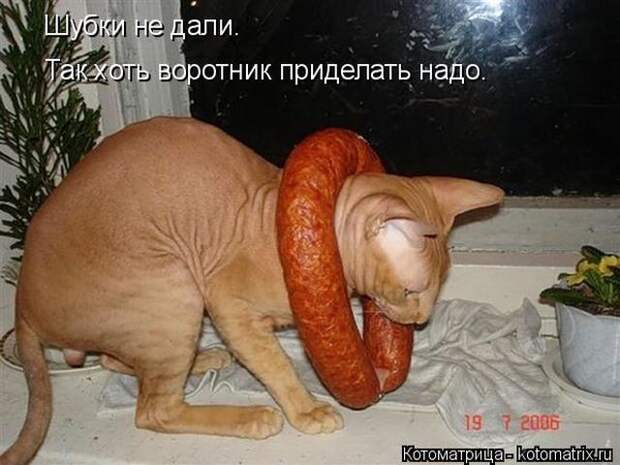 Лучшие котоматрицы недели (50 фото)