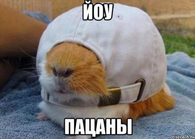 Прикольные фотомемы (25 шт)