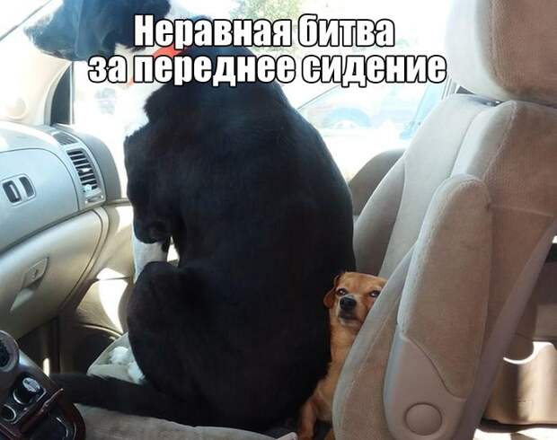 Подборка забавных и прикольных картинок с надписями (11 фото) Подборка забавных и прикольных картинок с надписями (11 фото)