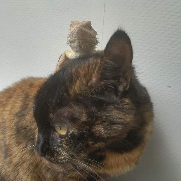 Котики и ящерицы, которые смогли стать друзьями