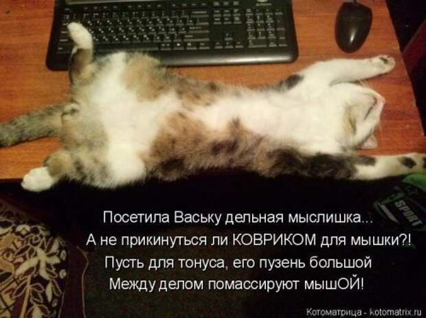 Новая отличная котоматрица (38 фото)