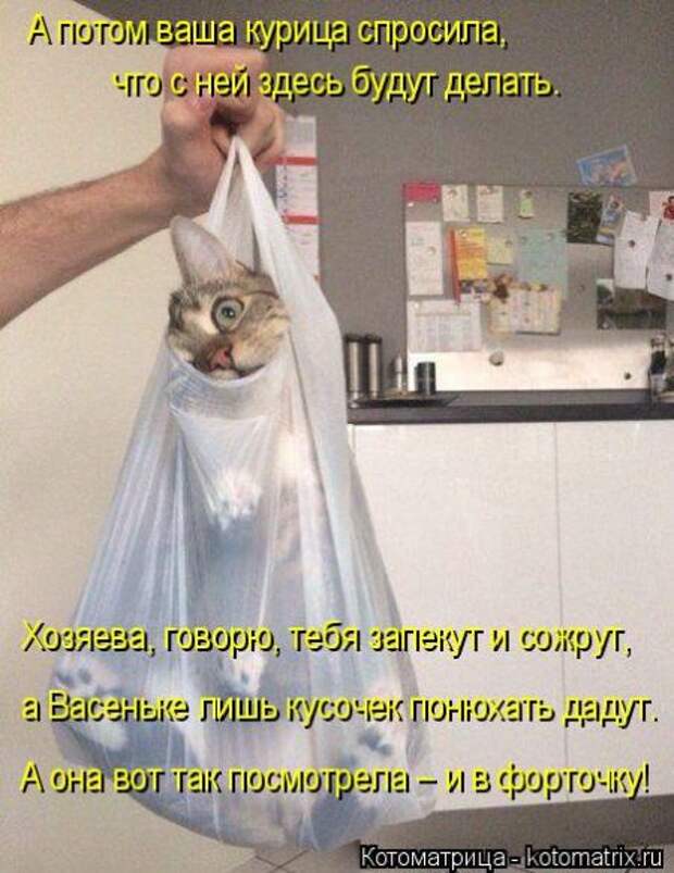 Котоматрицы (картинки с надписями)