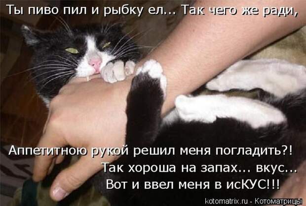 Лучшие котоматрицы недели Лучшие котоматрицы недели