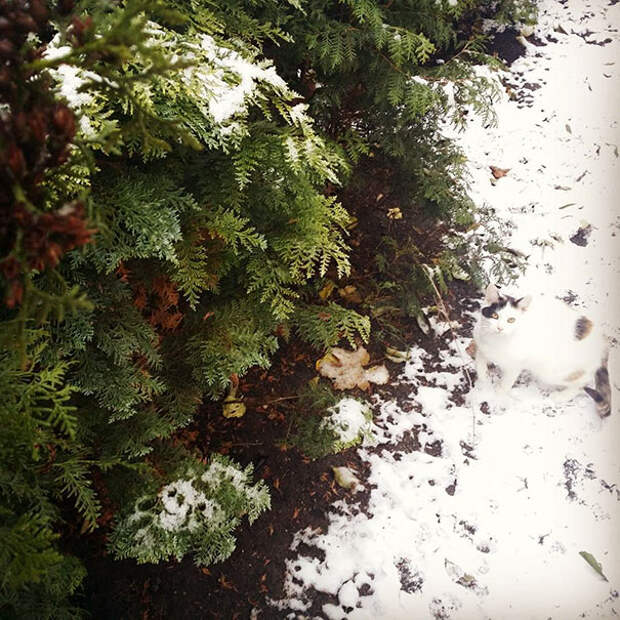 find-hidden-cat-camouflage-hide-and-seek-catouflage-86-58359d90939aa__605