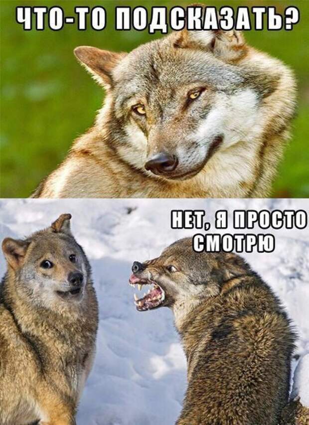 Смешные картинки с надписями (20 фото)