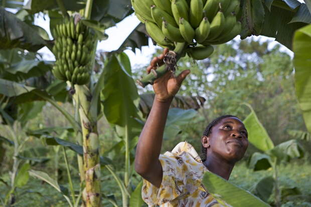 Местная еда. 12 фактов об Уганде - жемчужине Африки. Фото с сайта NewPix.ru