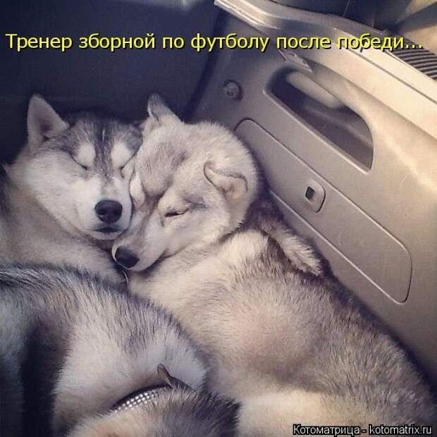 Лучшие котоматрицы недели (50 фото)
