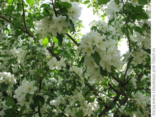 Яблоня лесная, фото сайта plant.landsiberia.ru
