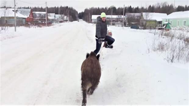 Прикольные и смешные животные января