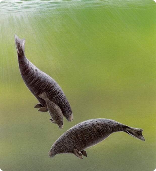 Стеллерова корова (лат.Hydrodamalis gigas) — морская корова или капустница
