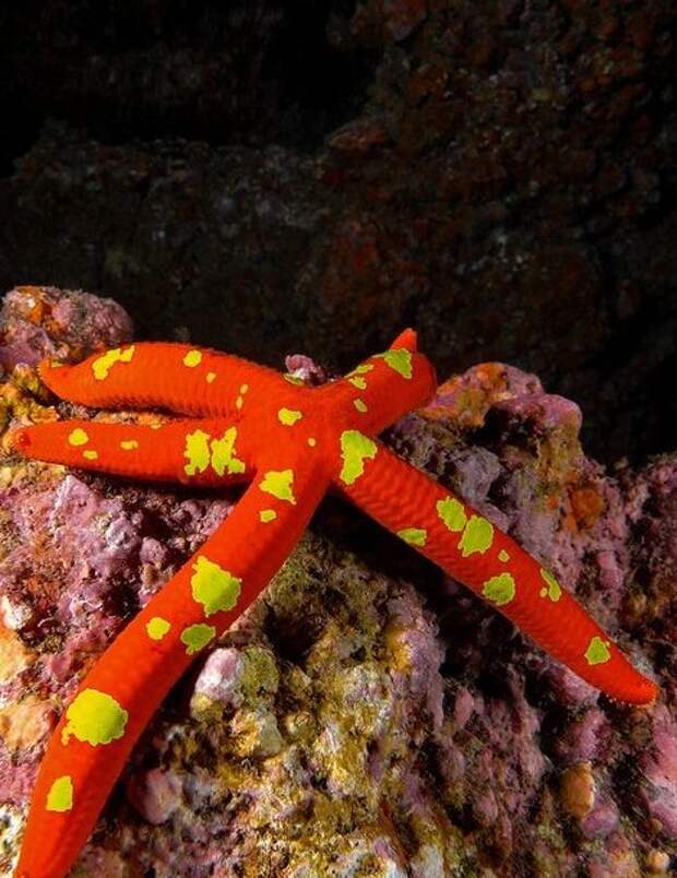Звезды на дне моря интересное, морские звезды, факты, фауна