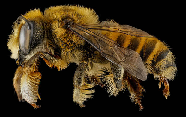 macro-bee-portraits-by-sam-droege