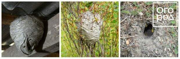 Коллаж - Осиные гнезда 
