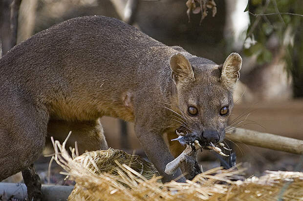 http://animalbox.ru/wp-content/uploads/2011/04/fossa_eating.jpg