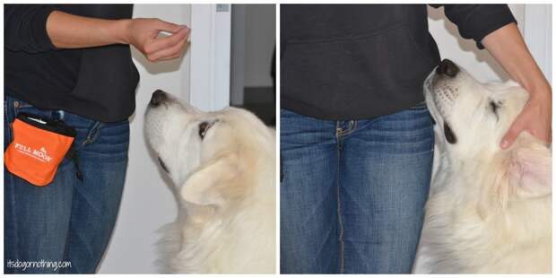 Great Pyrenees - Full Moon
