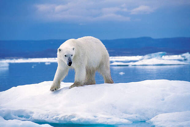 Северный склон Ледовитого океана - основной ареал обитания полярного медведя