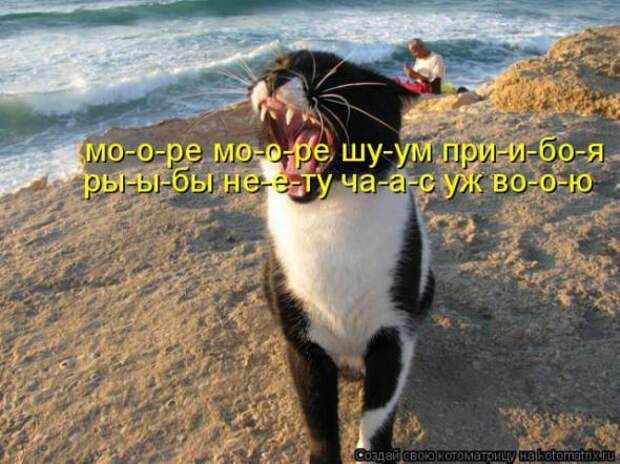 Котоматрицы (картинки с надписями)