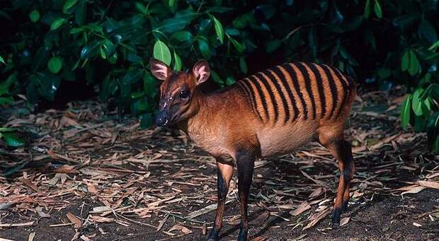 rareanimals29 rareanimals29 Животные, о существовании которых вы может даже и не знали