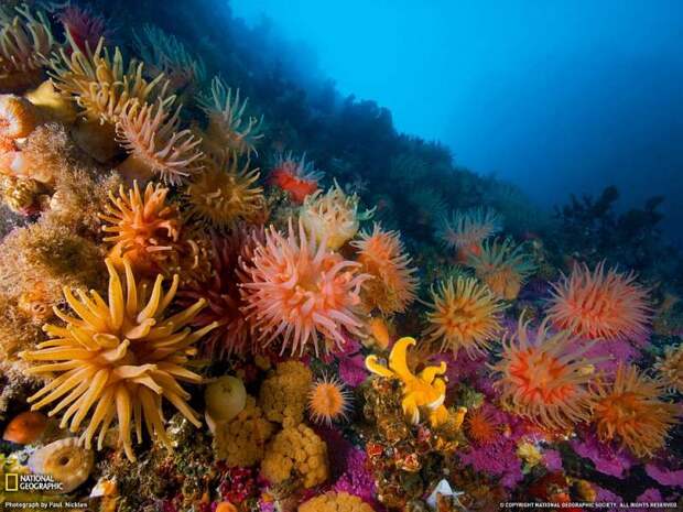 Поразительный подводный мир