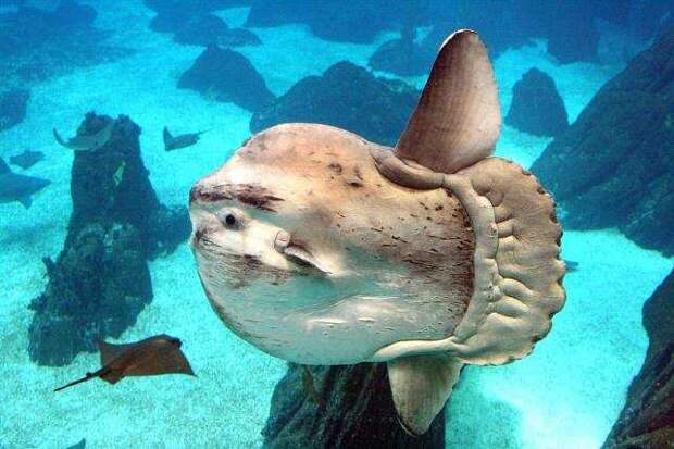 Морские существа, похожие на инопланетные формы жизни Морские существа, похожие на инопланетные формы жизни инопланетяне, море, рыбы, существа