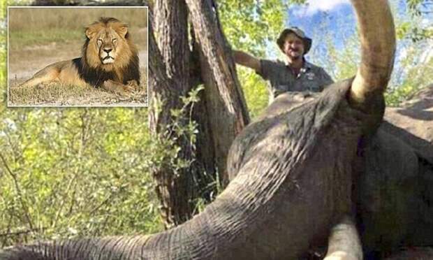 Российский охотник убил слона-гиганта, помешав ученым-исследователям животные, звери в опасности, зимбабве, исследования, исследователи, охота, охотник, слоны