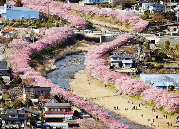 В этом японском городе уже расцвела сакура! сакура, сакура в японии, сакура фото, цветение сакуры, япония