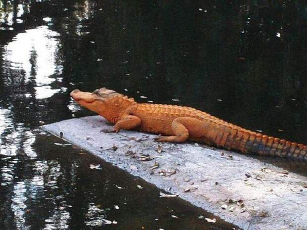 В австралийском городе Джилонг обитает уникальный оранжевый крокодил.