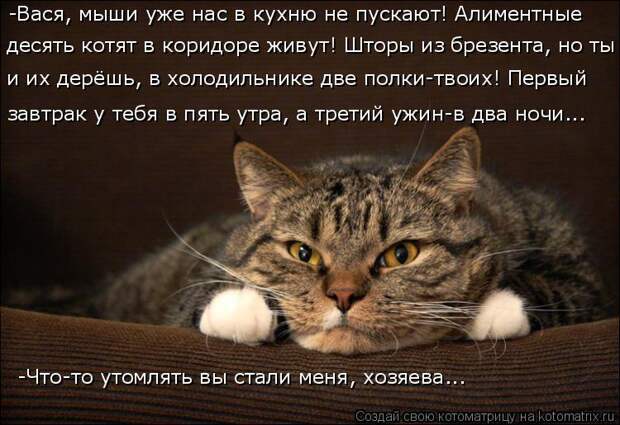 Котоматрица: -Вася, мыши уже нас в кухню не пускают! Алиментные  десять котят в коридоре живут! Шторы из брезента, но ты  и их дерёшь, в холодильнике две пол