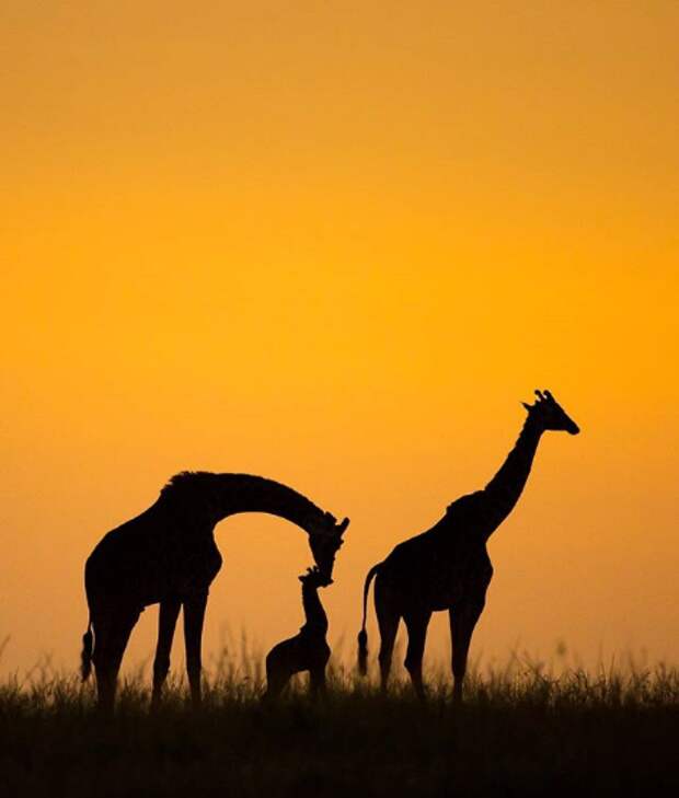 10 самых неповторимых фотографий 2019 года по версии National Geographic
