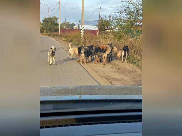 В Читинском районе введён режим повышенной готовности из-за «одичавших» собак