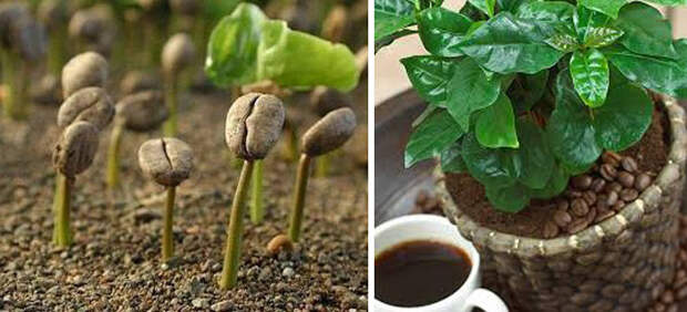 Как растет кофе