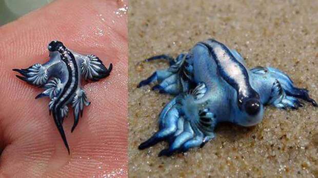 3. Голубой дракон городские легенды, морские чудовища, неизвестные животные, неизвестные существа, океан
