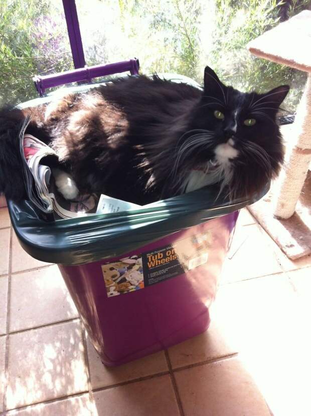 Котопост - это всегда радость Котопост - это всегда радость животные, коты, кошки, неожиданно, привычки, странности, фото, юмор