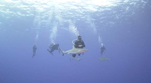 Polynesia sharks