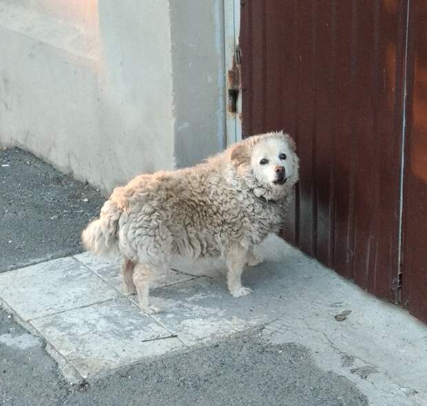 Овцака