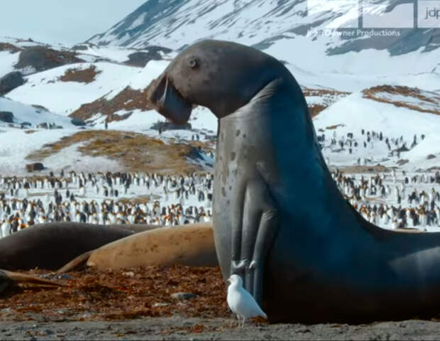 Морской слон подглядывает за жестокими драками сородичей: видео