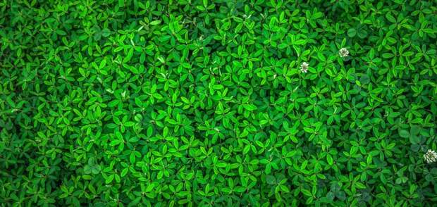 leaf-1498985_1920 alt