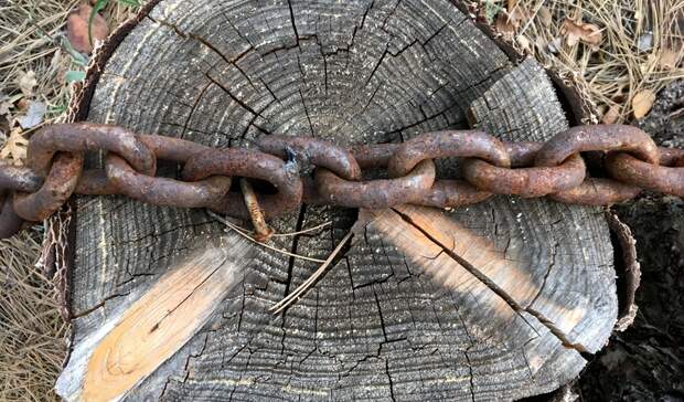 В Петрозаводске вырубят множество аварийных деревьев