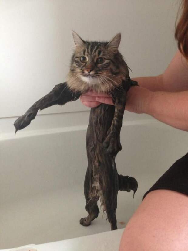 Коты и водные процедуры кот, вода, юмор