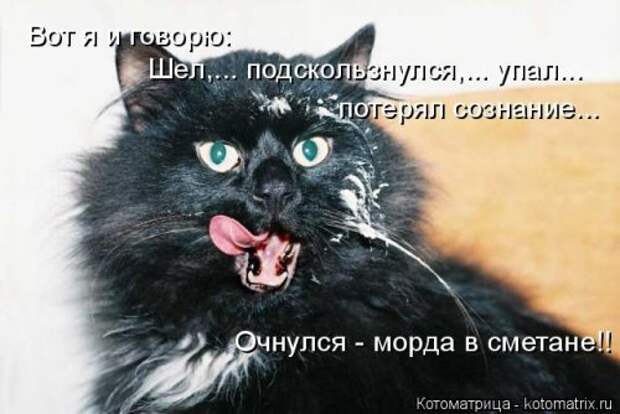 Свежая котоматрица для настроения (32 фото)