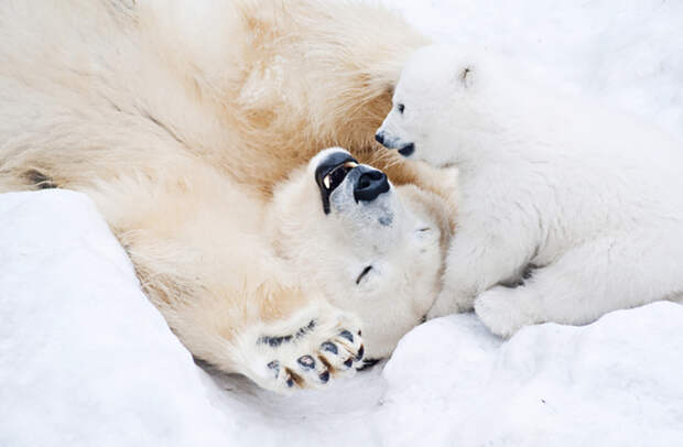 Впадают ли в зимнюю спячку белые медведи?