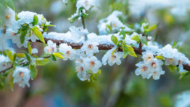 «Черемуховые холода»: ученый рассказал, когда снова ждать морозов в Москве и области