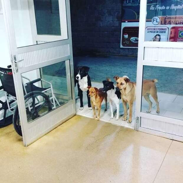 собаки у дверей