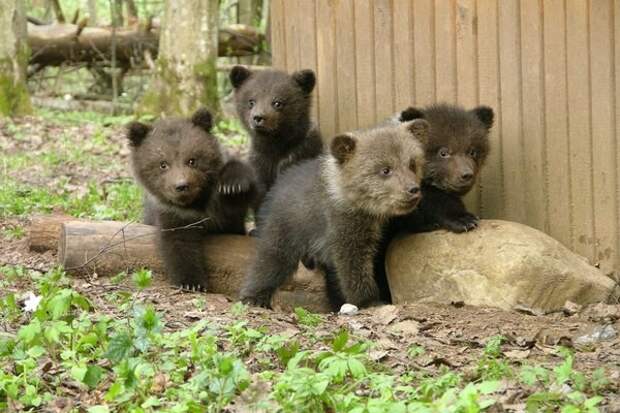 Детский сад для медвежат животные, медведи