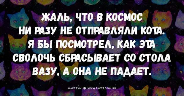 25 самых смешных анекдотов про кошек и котов