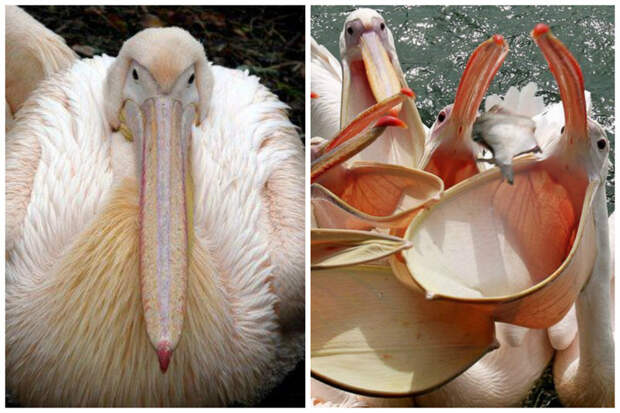 Розовый пеликан (Pelecanus onocrotalus) - при весе около 15 кг размах его крыльев 3,8 м. большие, интересное, крупные, птицы, фауна