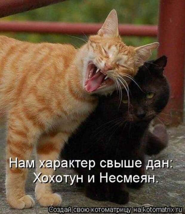 Новая котоматрица за неделю
